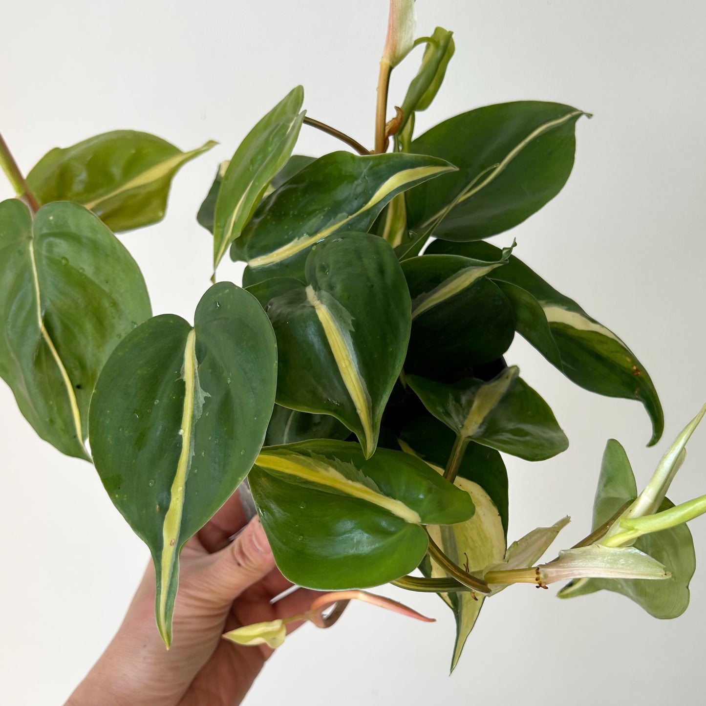 Philodendron “ Silver Stripe” 5" pot