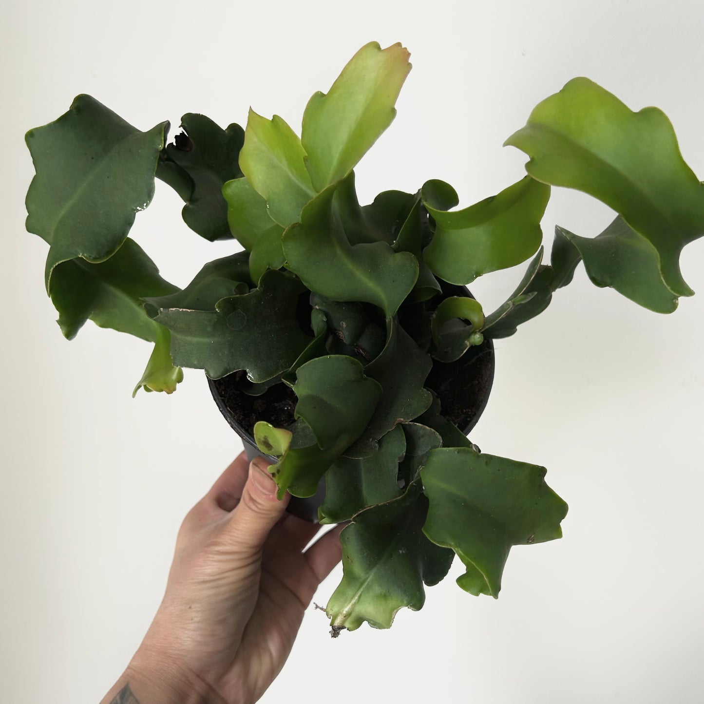 Curly Sue Orchid Cactus (Epiphyllum guatemalense) 5”pot