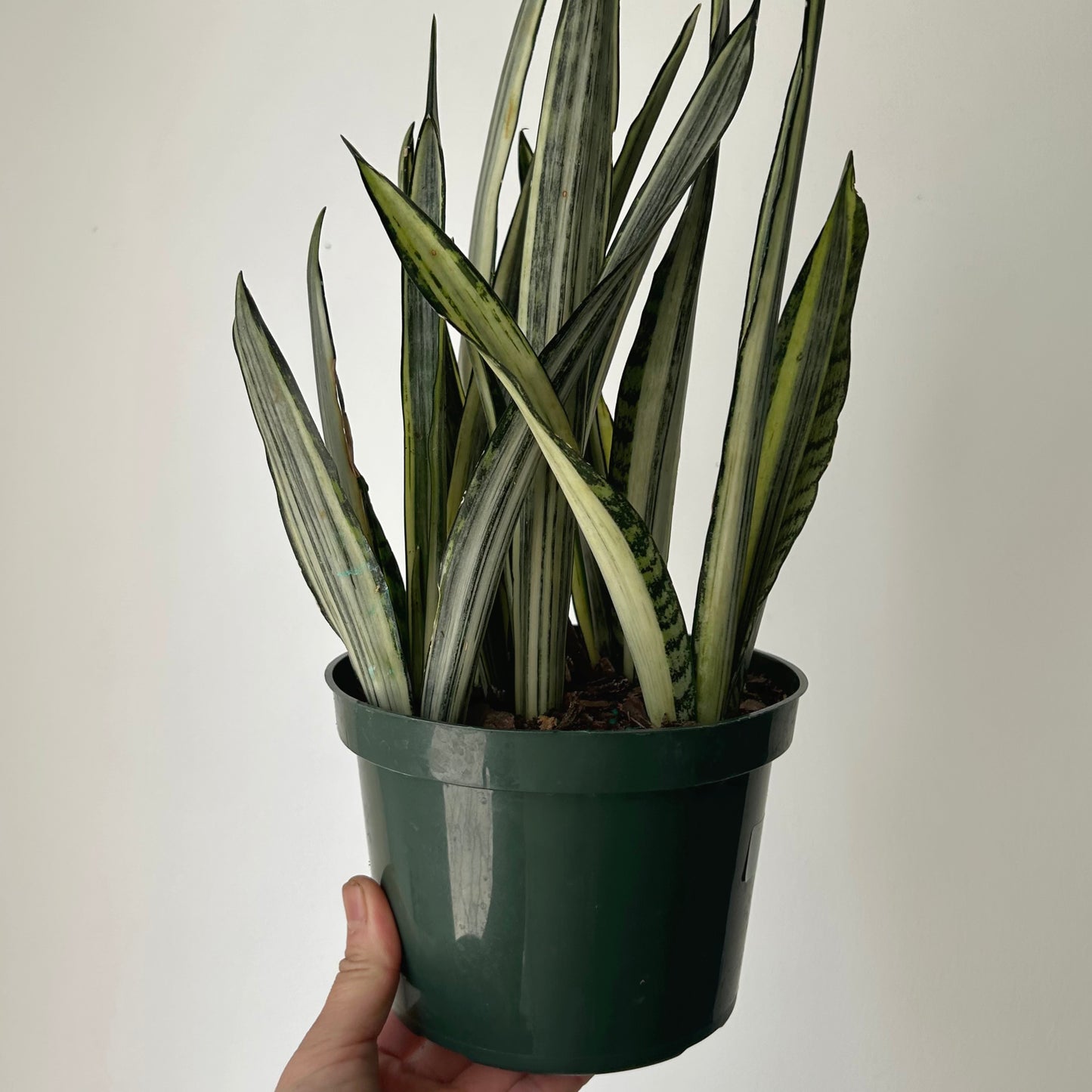 Sansevieria "Bantel's Sensation" 6” pot