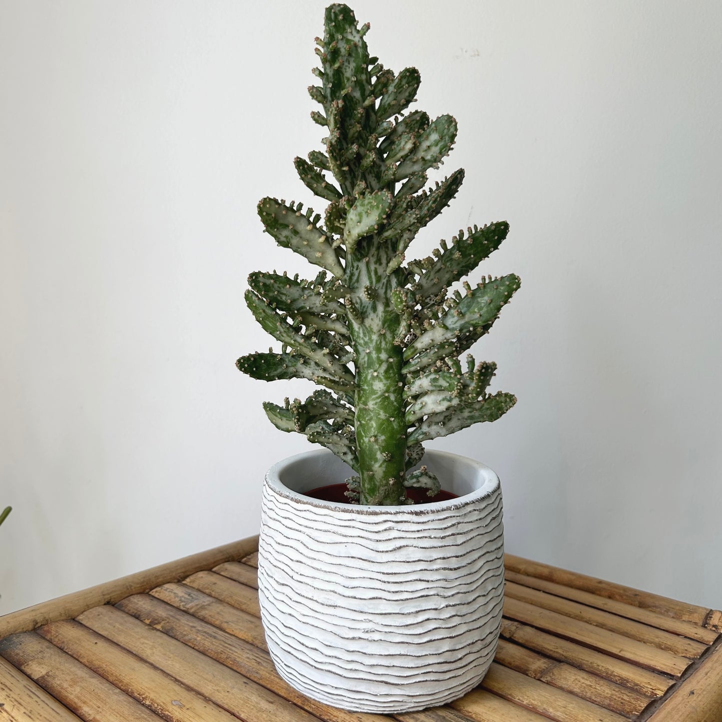 HARLEY Decorative cement pot (horizontal stripes) available in two sizes