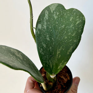 Sweetheart Hoya Vine "Splash" (Kerrii) 3" pot