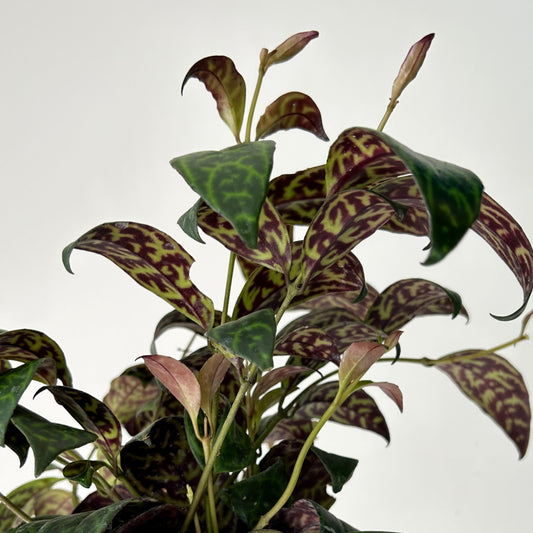 Black Pagoda Lipstick Plant (Aeschynanthus longicaulis) 4”pot