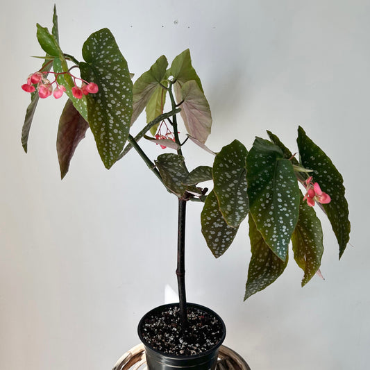 Bamboo Begonia Tamaya (Pink Flowers) approximately 2 ft tall in 6”pot