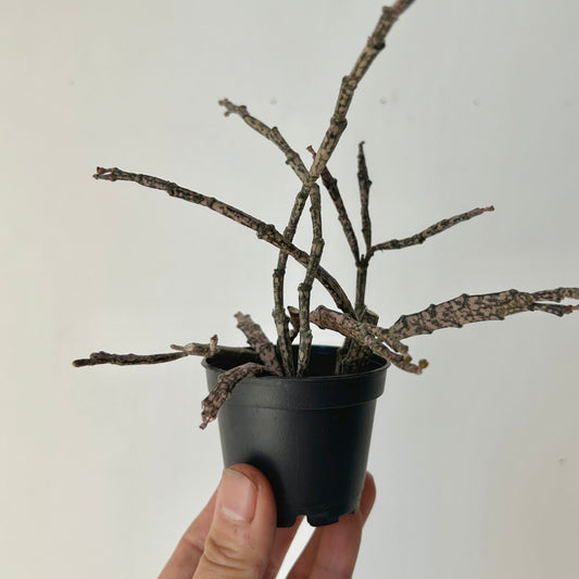 Dead Stick Plant (Euphorbia platyclada) 2.5” pot