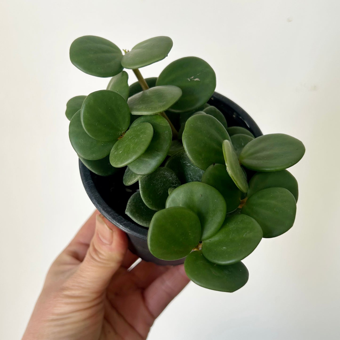 Peperomia tetraphylla “Hope" 3.5" pot