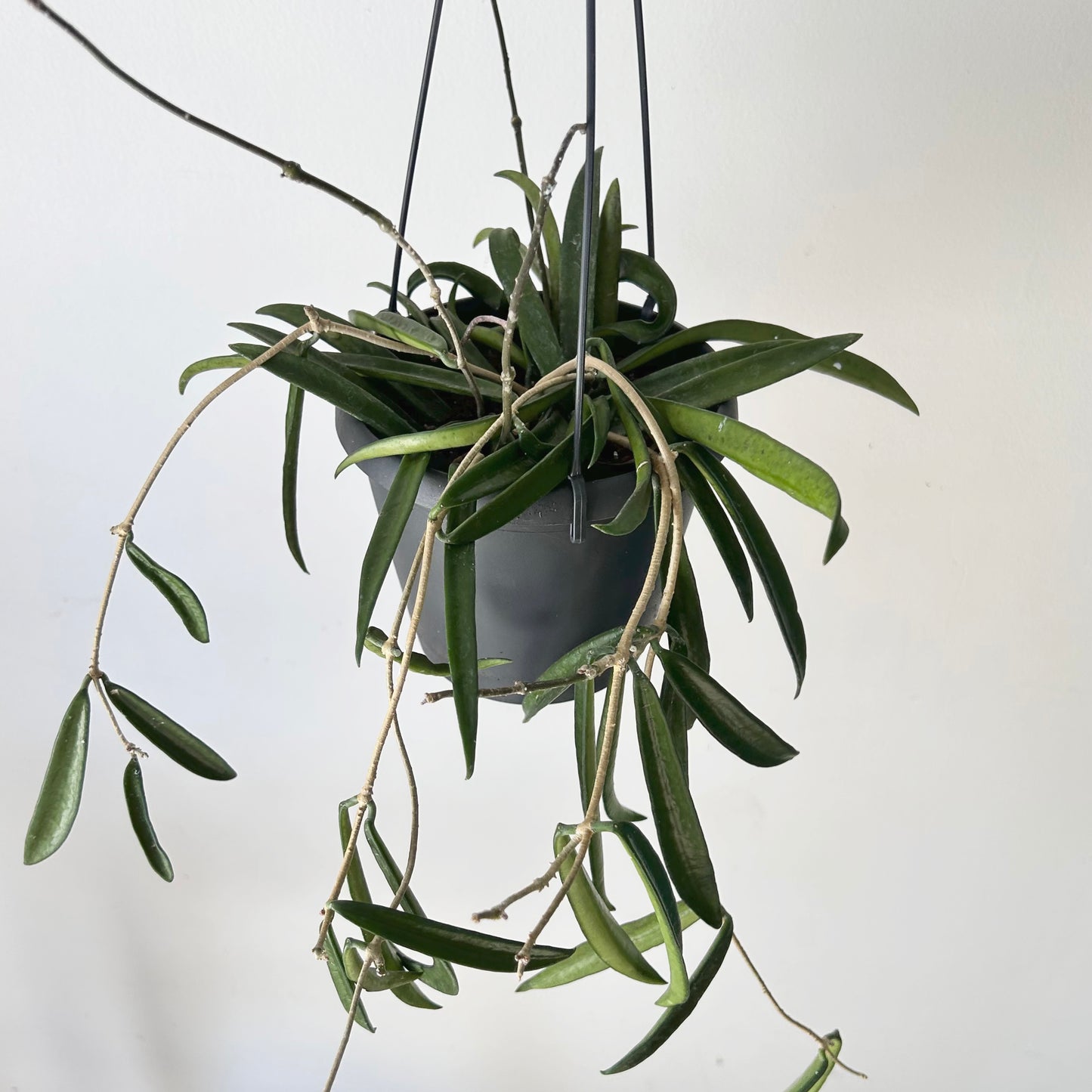 Hoya shepherdii 5”hanging basket