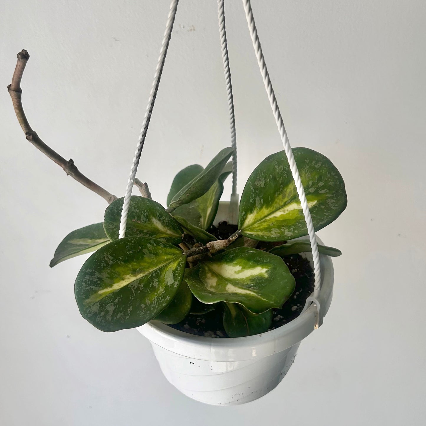 Variegated Hoya obovata “Splash” 6” hanging basket