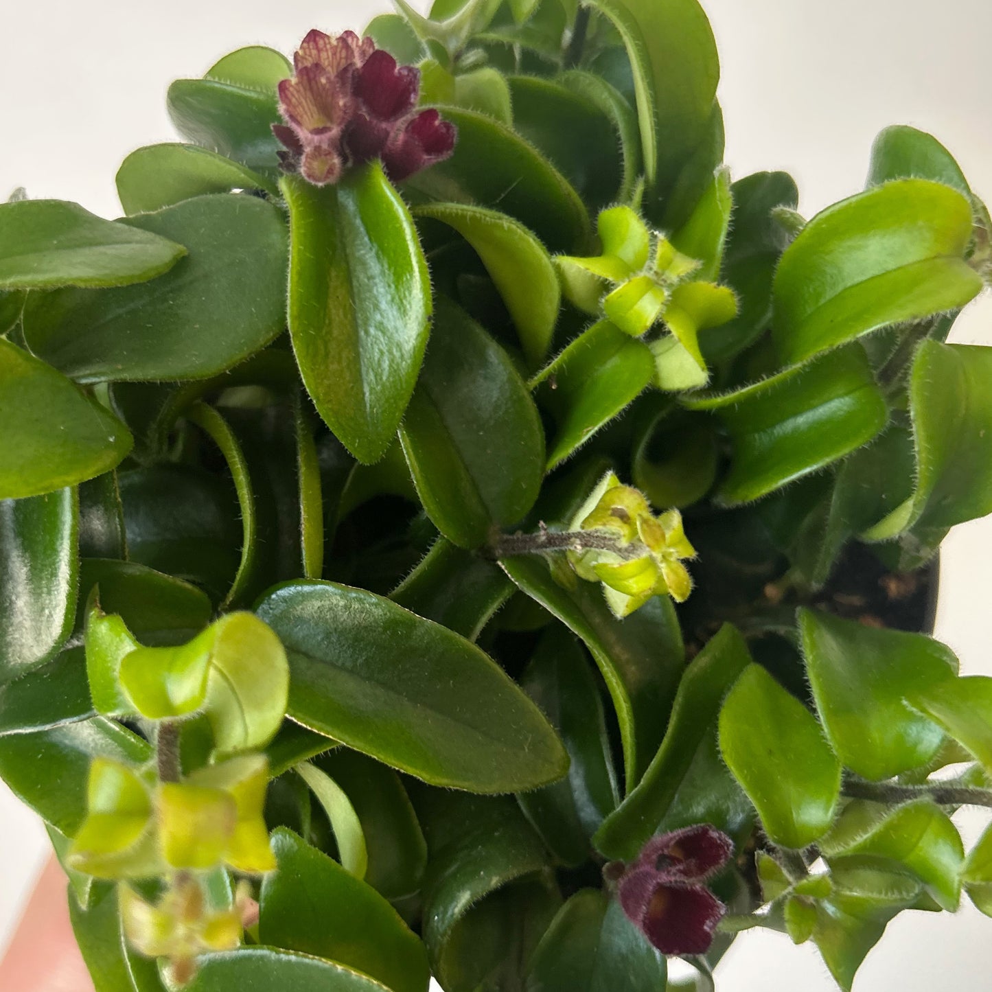 Rasta Lipstick Plant (Aeschynanthus radicans) 5”pot