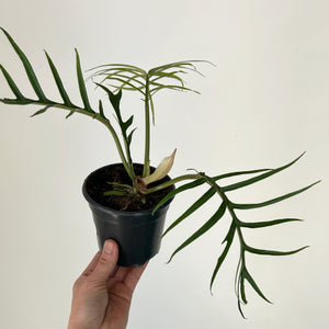 Philodendron Tortum 4”pot