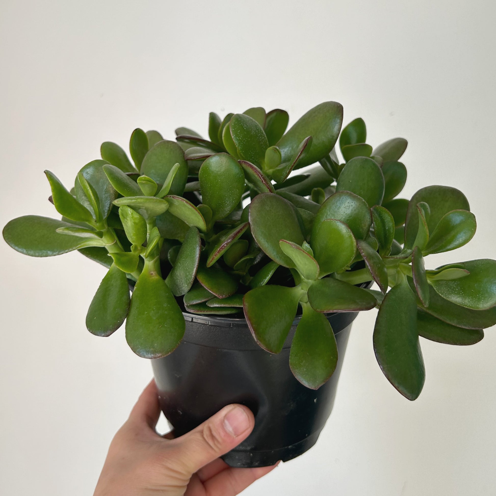 6 jade plant Jade Succulent (Crassula ovata) 6” pot – House of Plants