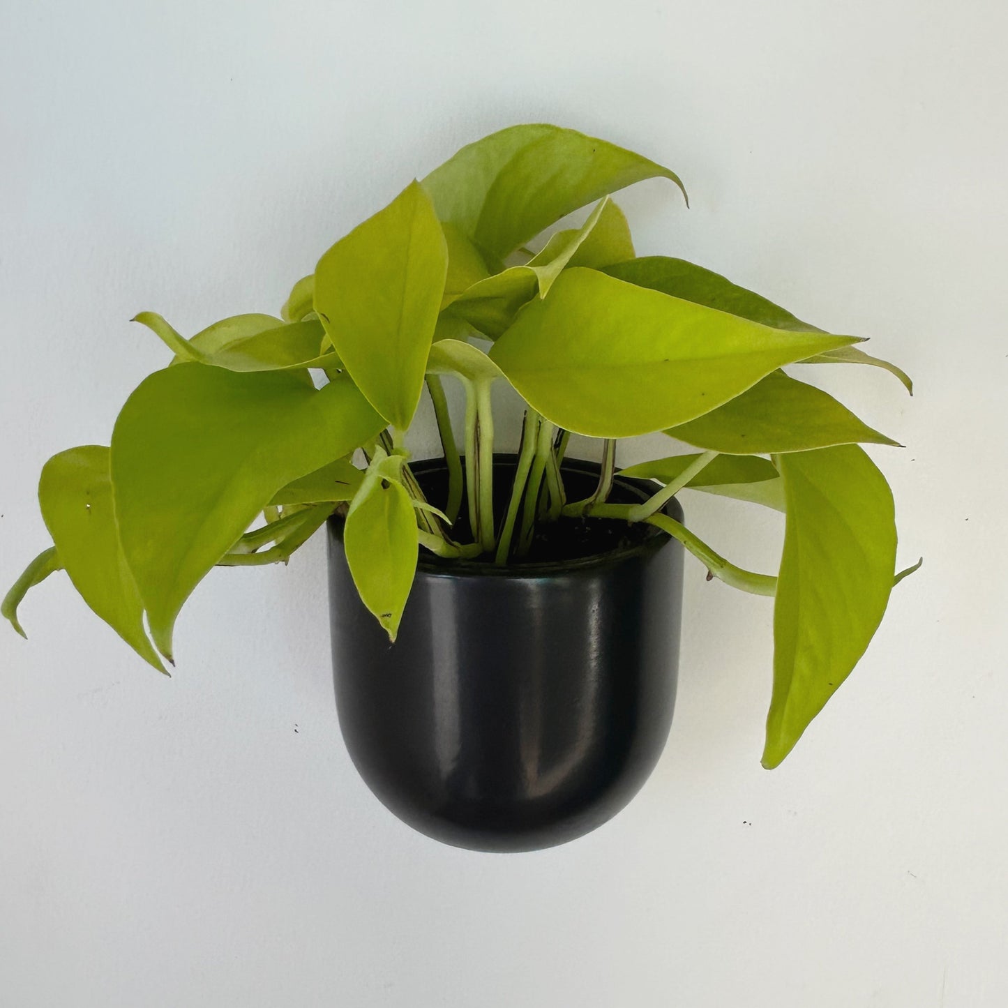 MADDOX Wall-Mounted Ceramic Pot (3.75”x3.5”)
