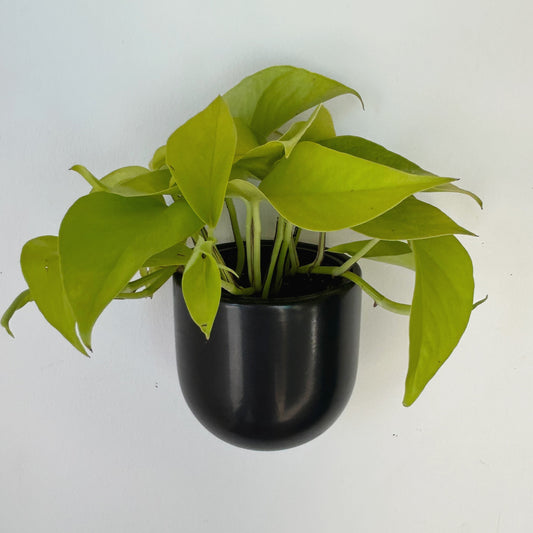 MADDOX Wall-Mounted Ceramic Pot (3.75”x3.5”)