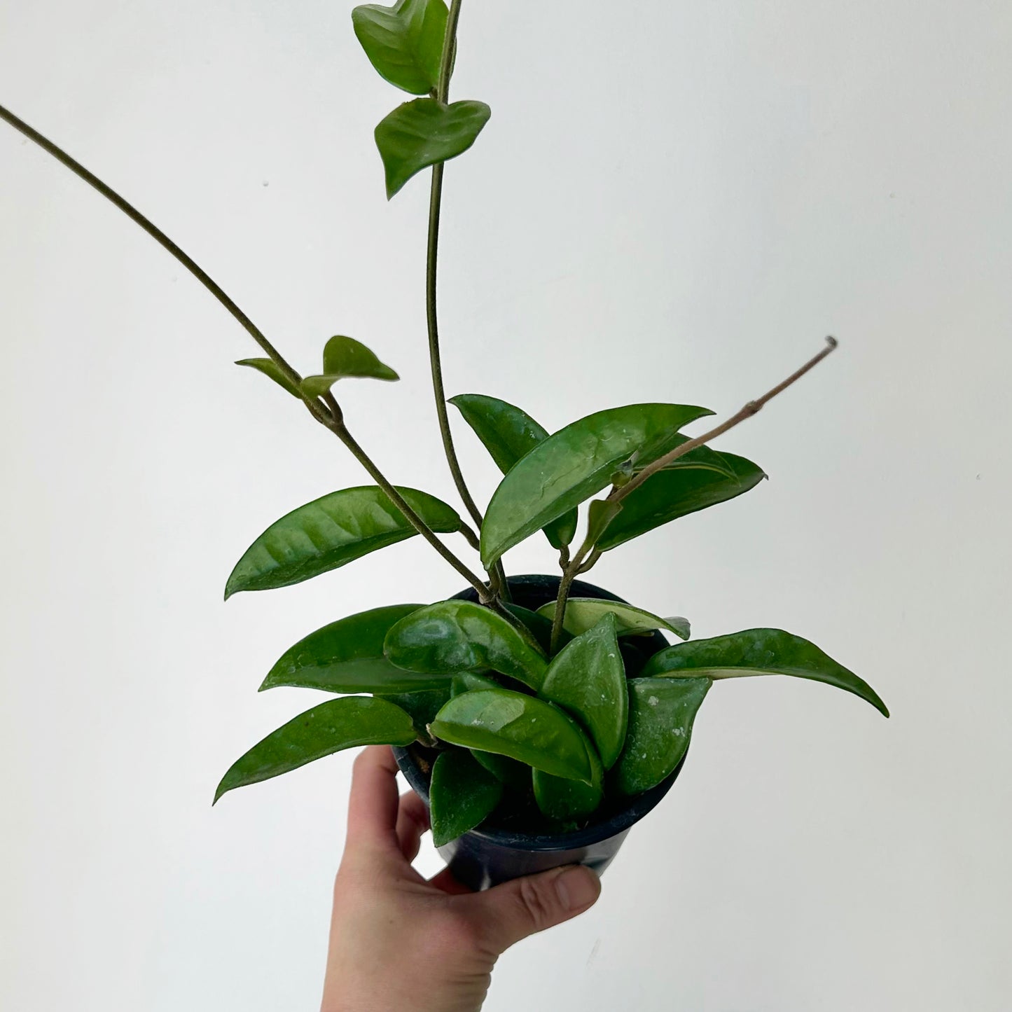 Hoya carnosa 4” pot