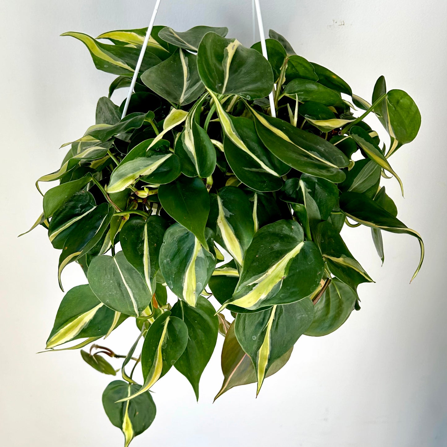 Philodendron "Silver Stripe” 8” hanging basket