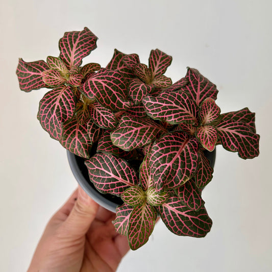 Pink Nerve Plant (Fittonia) 4”pot