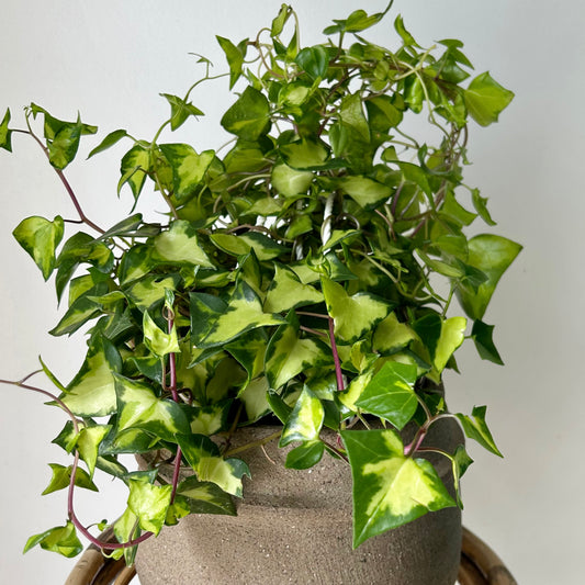 Variegated Wax Ivy (Senecio macroglossus) 6” hanging basket