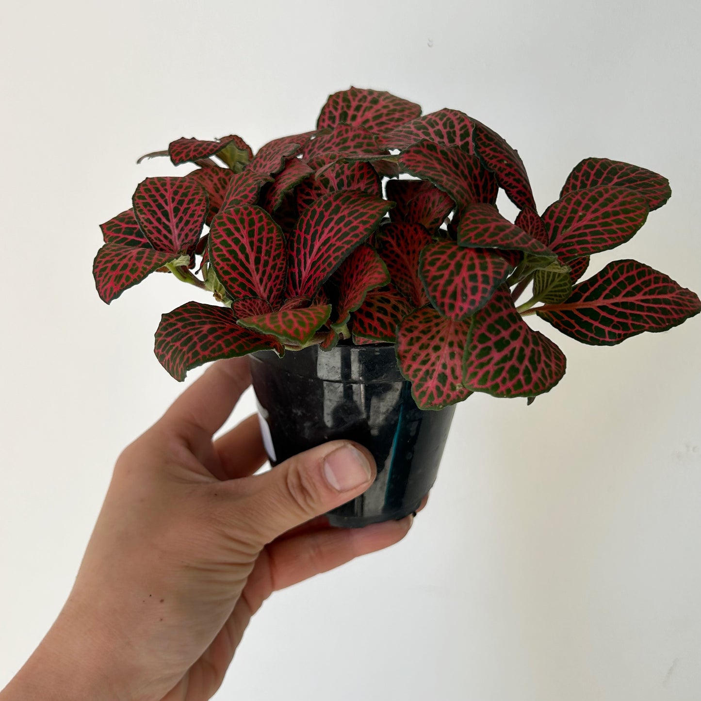 Nerve Plant (Fittonia) Red in 4”pot