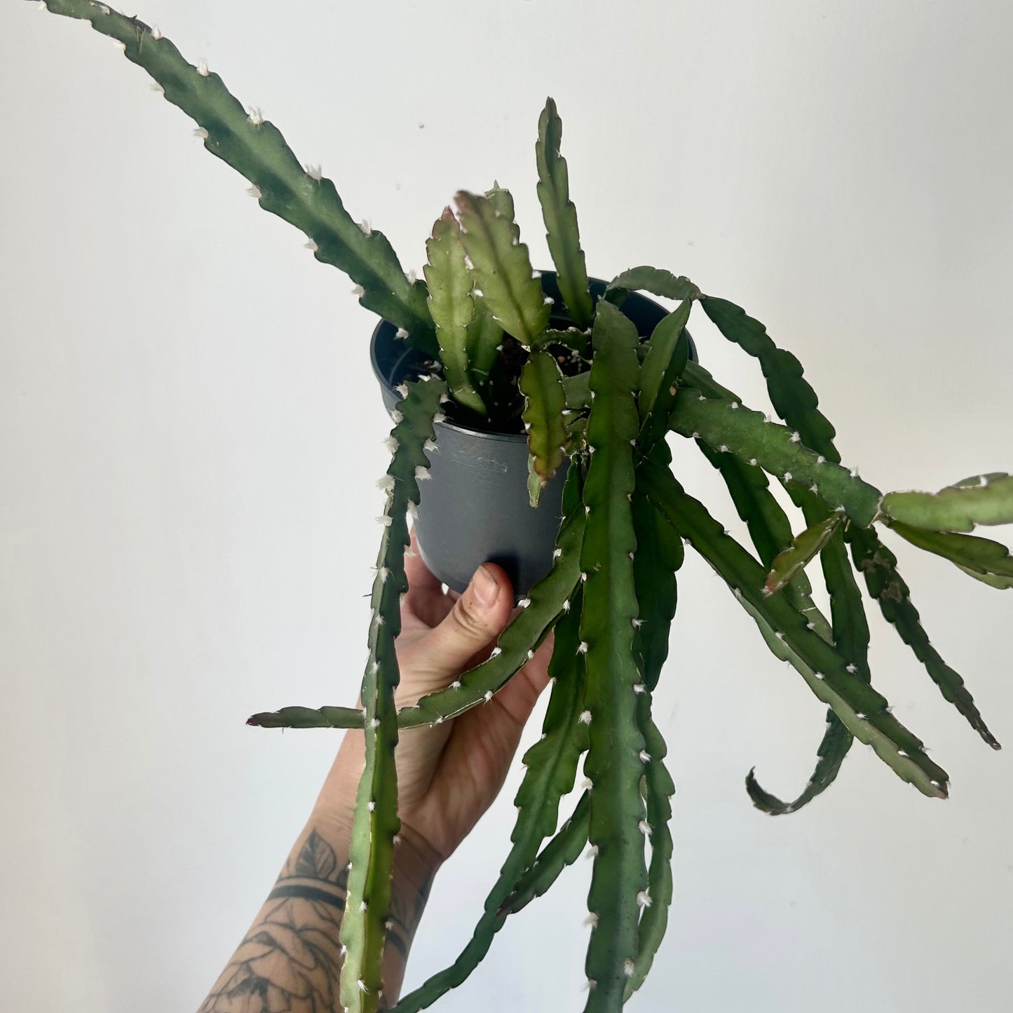 Hurricane Cactus (Lepismium cruciforme) 5”pot