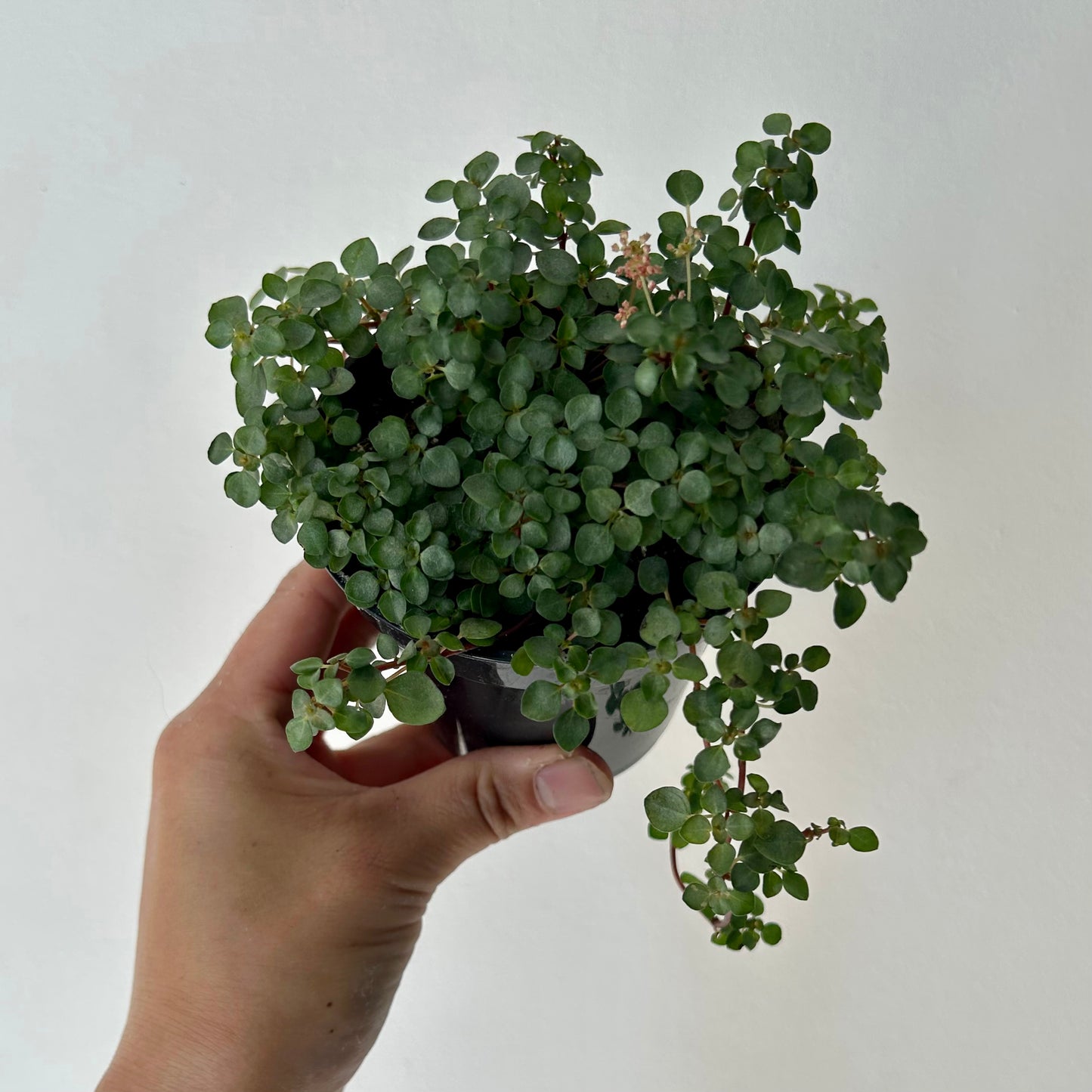 Pilea glauca “Aquamarine”3.5” pot