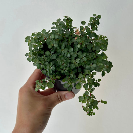 Pilea glauca “Aquamarine”3.5” pot