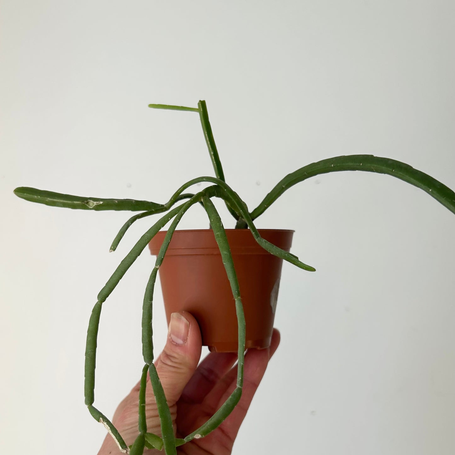 Rhipsalis micrantha 3”pot