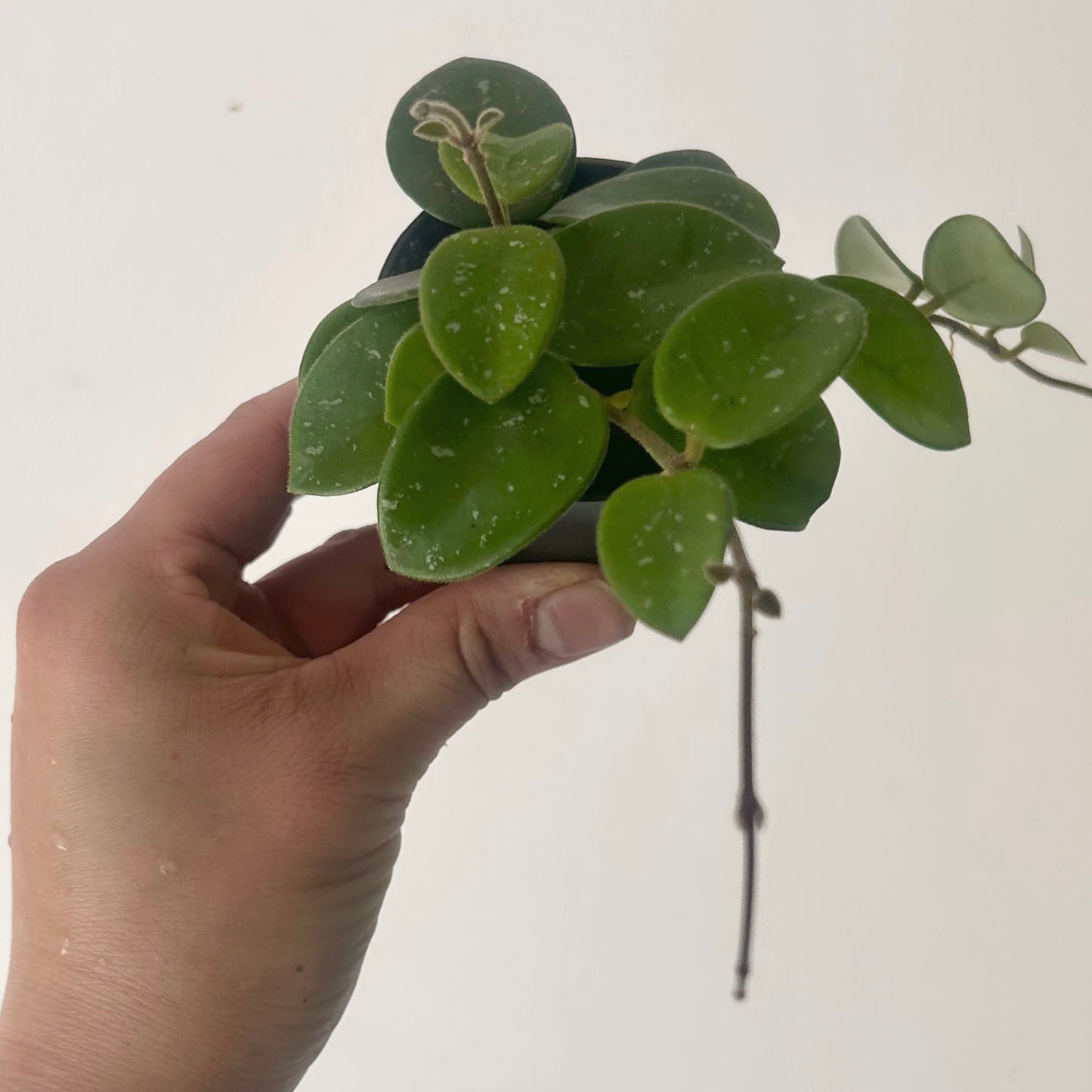 Hoya Mathilde 2.5” pot