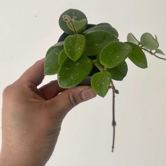 Hoya Mathilde 2.5” pot