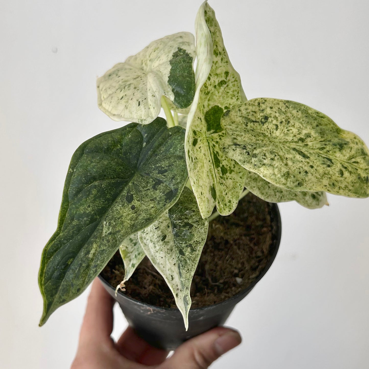 Variegated Mint Alocasia "Dragon Scale" 4” pot