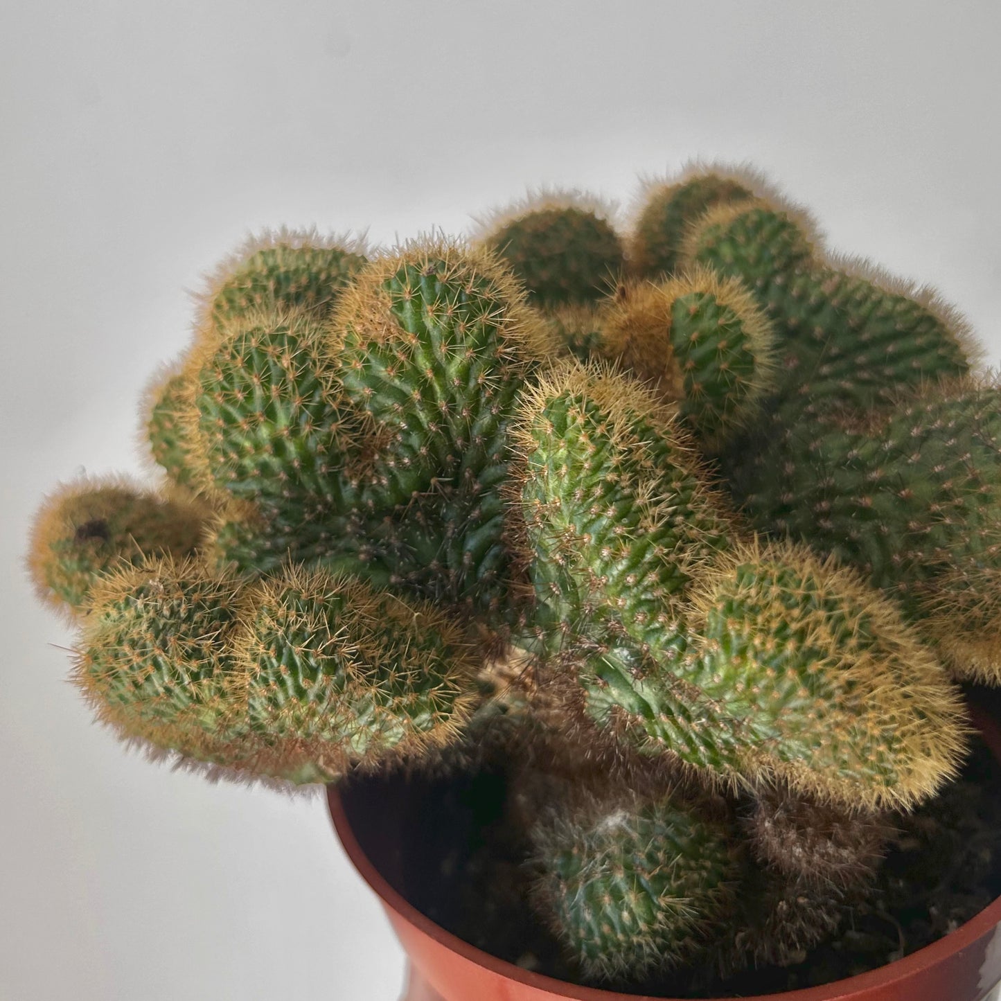 Crested Golden Rat Tail Cactus (Cleistocactus winteri cristata) 4” pot