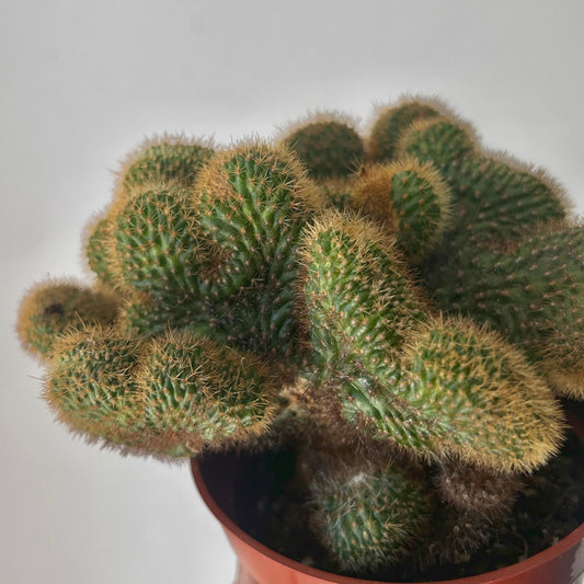 Crested Golden Rat Tail Cactus (Cleistocactus winteri cristata) 4” pot