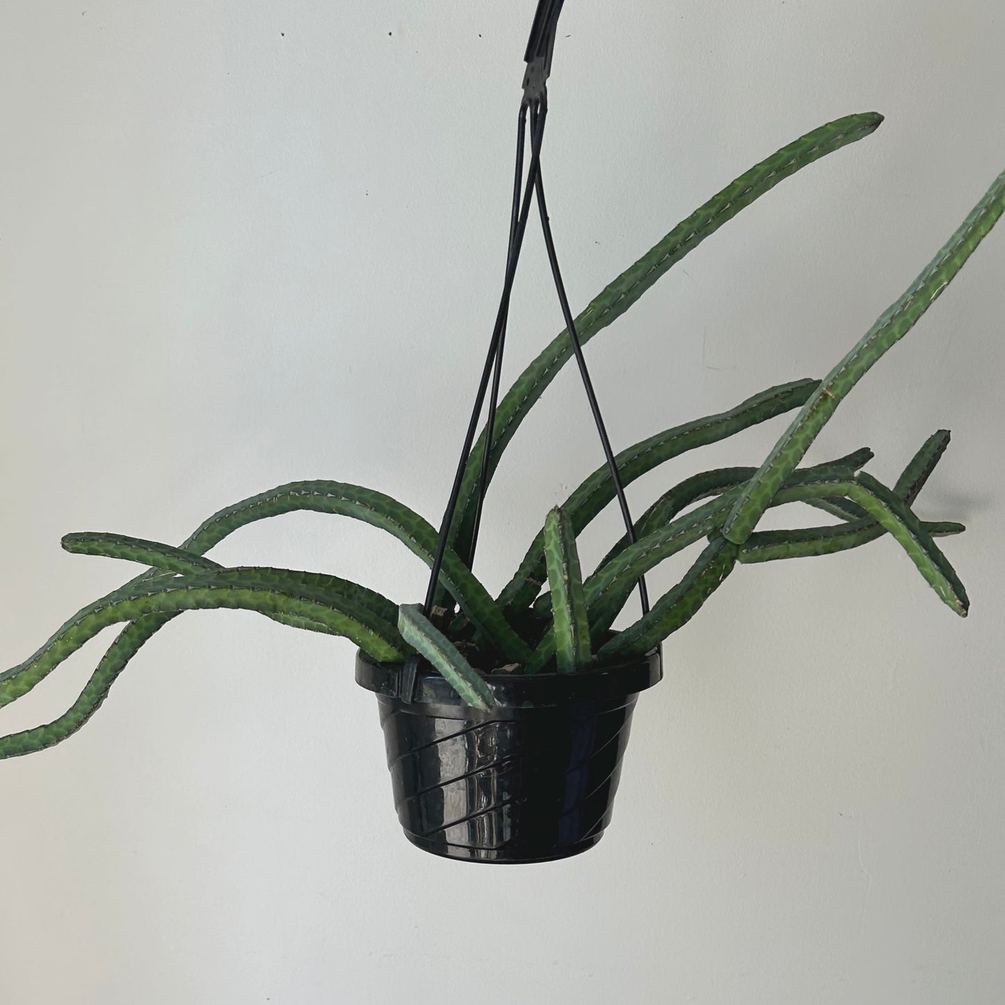 Euphorbia heterochroma 6” hanging basket