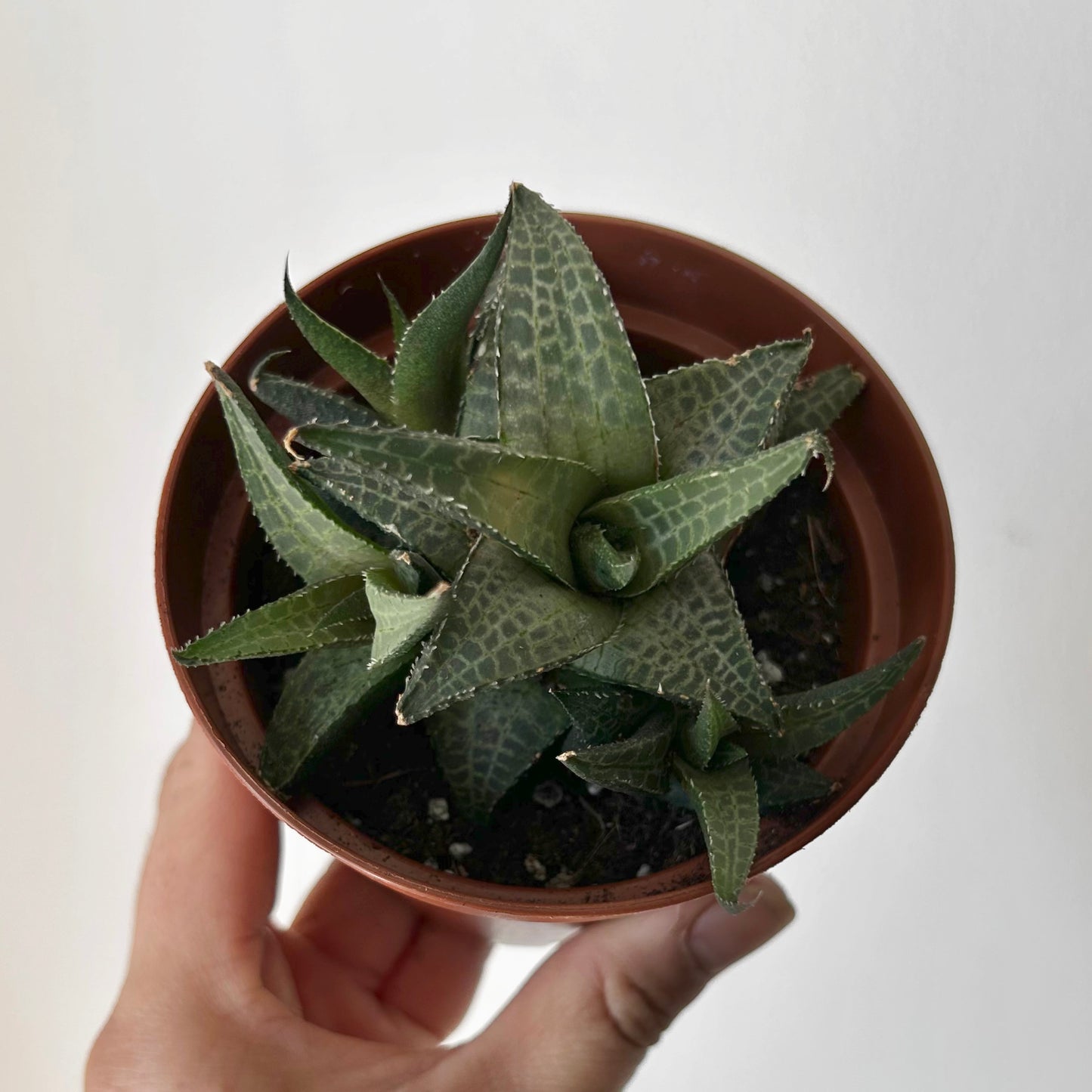 Haworthia venosa 4”pot