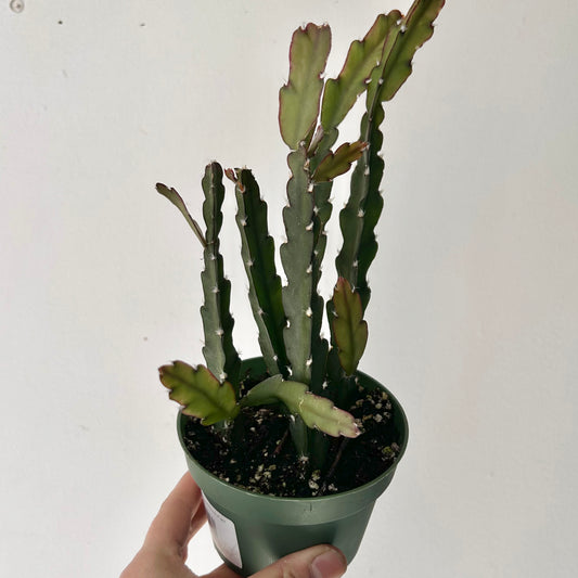 Hurricane Cactus (Lepismium cruciforme) 4” pot