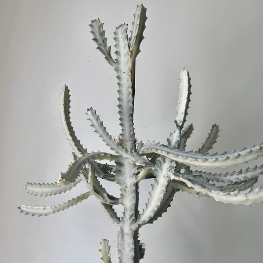 Euphorbia “White Ghost” approximately 2 ft tall in 6”pot