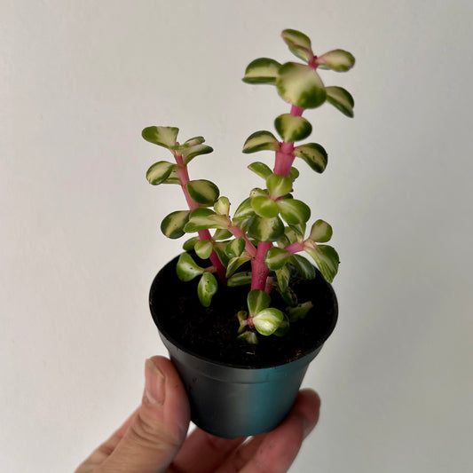 Variegated Elephant Bush Succulent  (Portulacaria Mediopicta) 2.5”pot