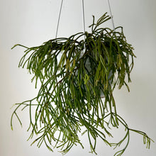 Load image into Gallery viewer, Rhipsalis capilliformis 6” hanging basket
