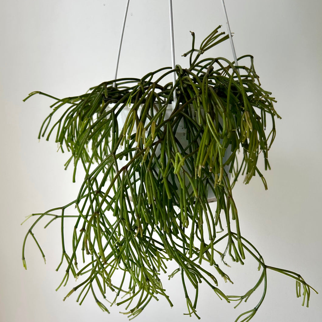 Rhipsalis capilliformis 6” hanging basket