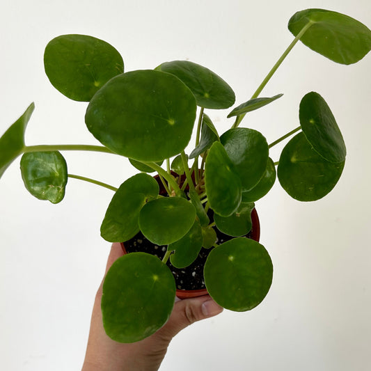 Chinese Money Plant (Pilea Peperomioides ) 4”pot