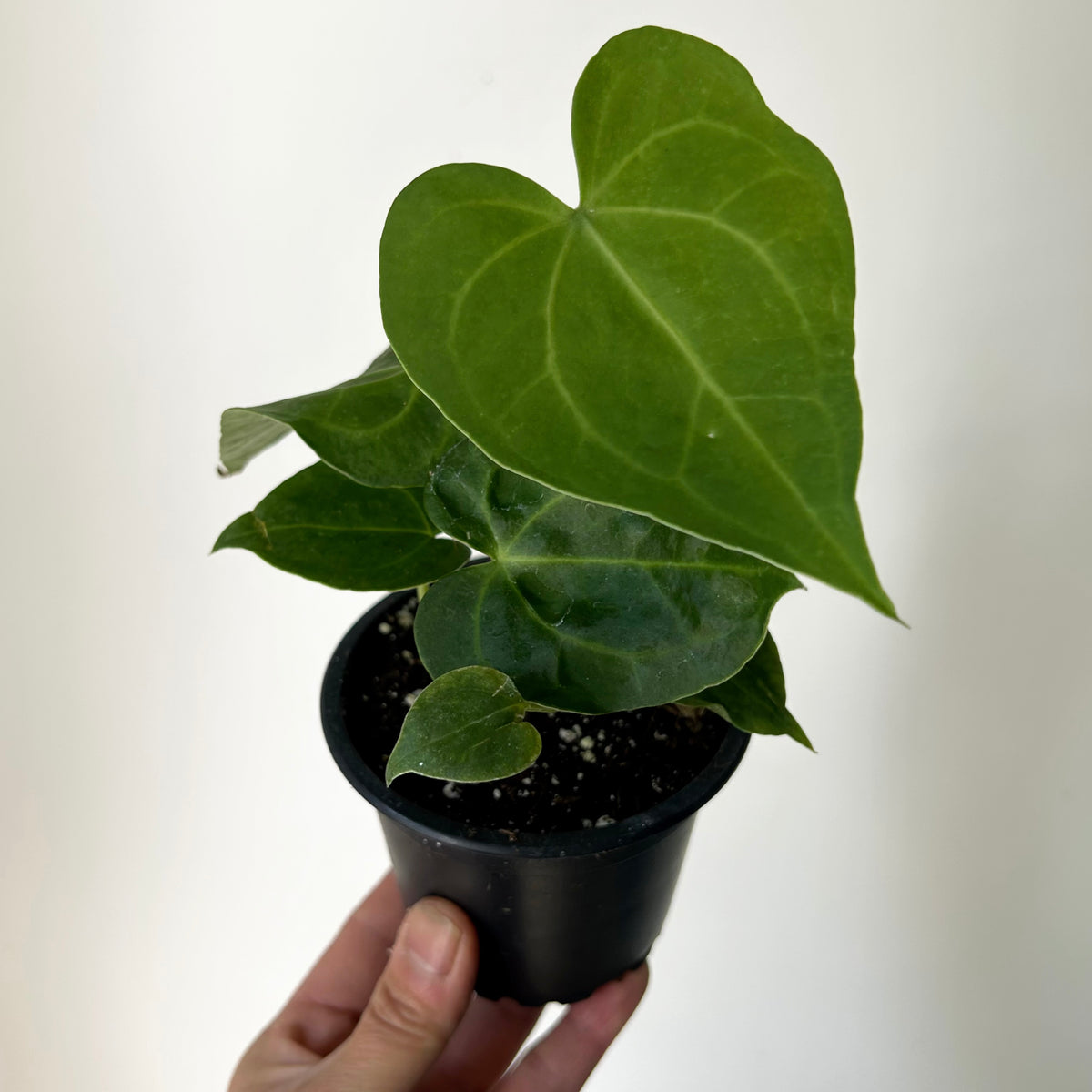 Anthurium Clarinervium 3.5”pot