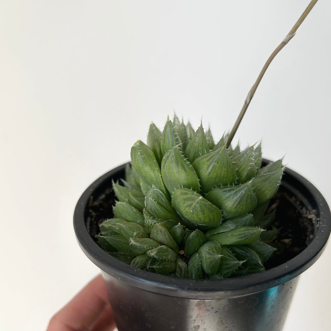 Haworthia Cooperi 3.25”pot