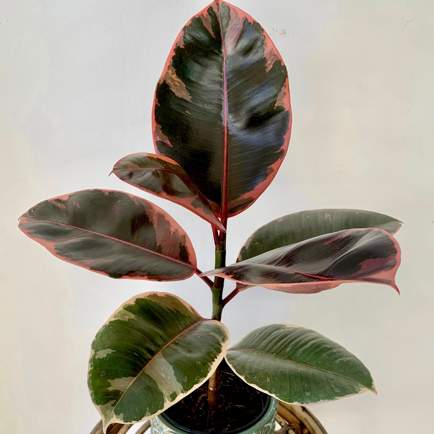Ficus Elastica "Ruby" 5”pot