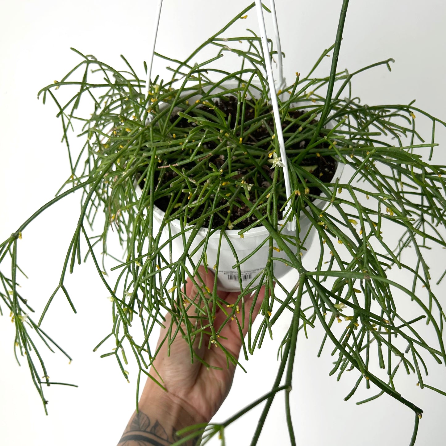 Rhipsalis capilliformis 6”hanging basket