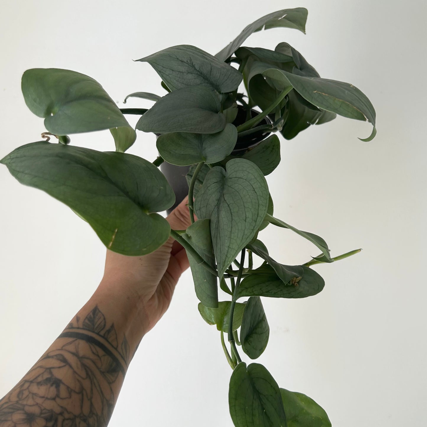 Scindapsus “Platinum” 4”pot