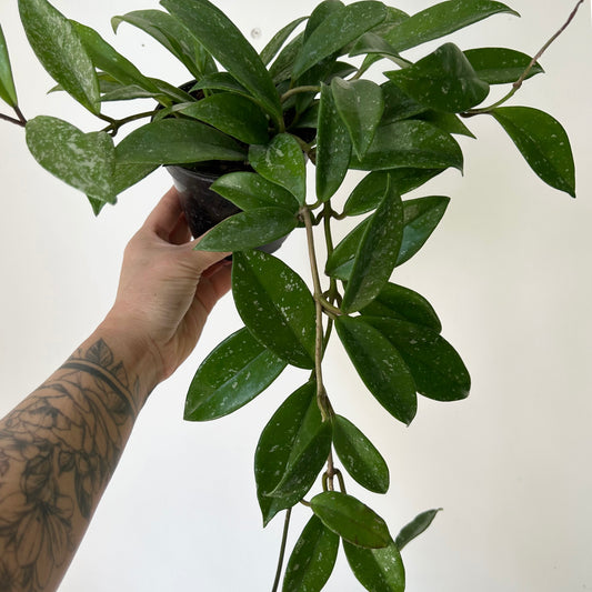 Hoya Pubicalyx Splash 4” pot