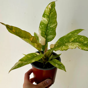 Philodendron "Ring of Fire" “ 4" pot