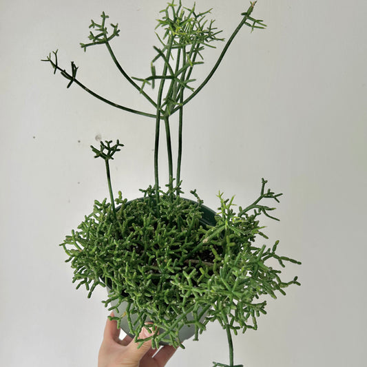 Rhipsalis cereuscula 6” pot