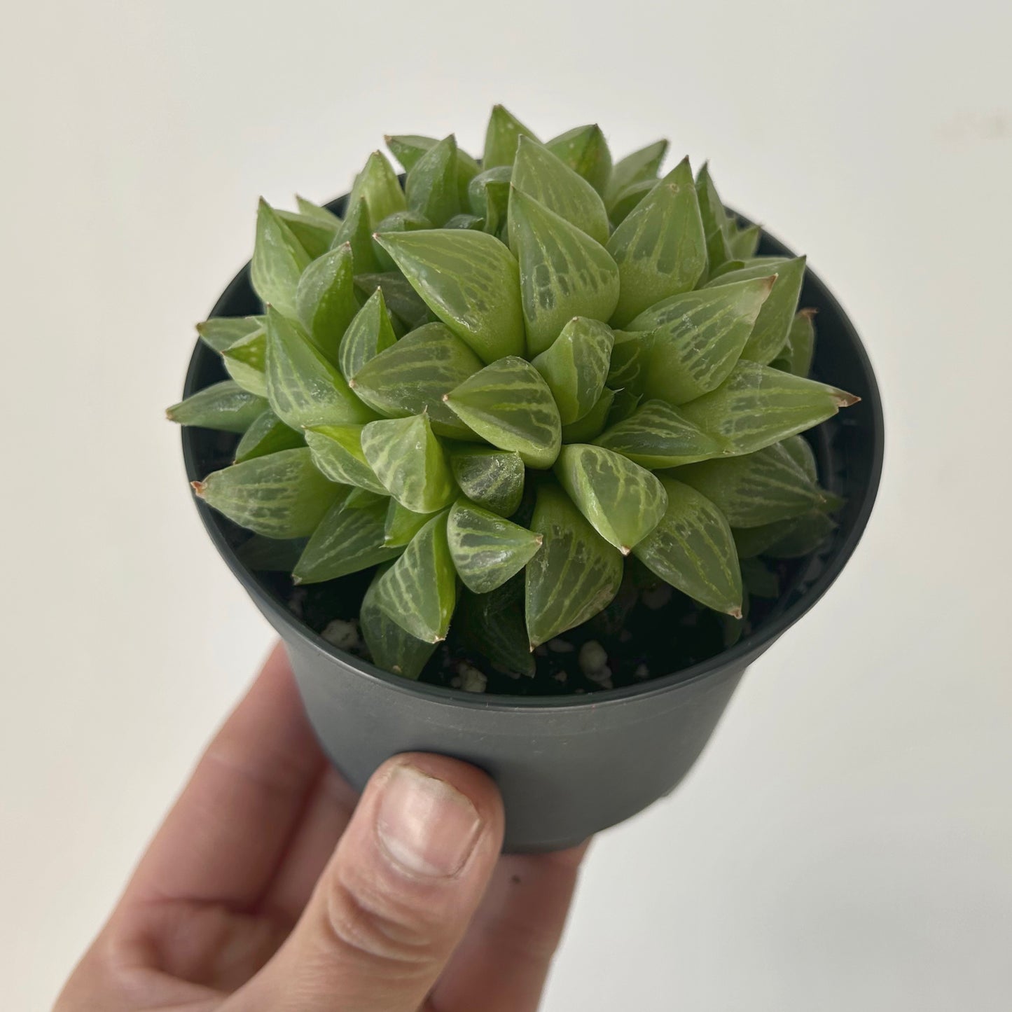 Haworthia retusa var turgida 3.5” pot