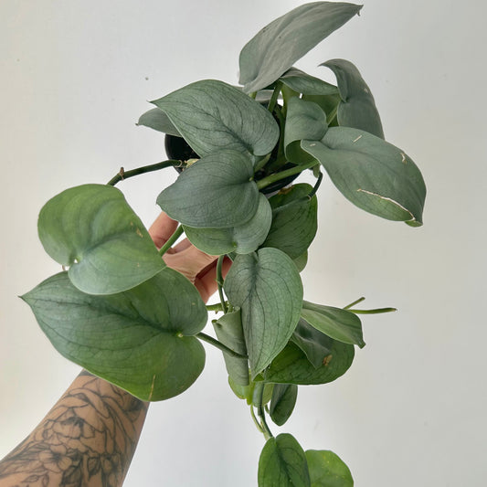 Scindapsus “Platinum” 4”pot