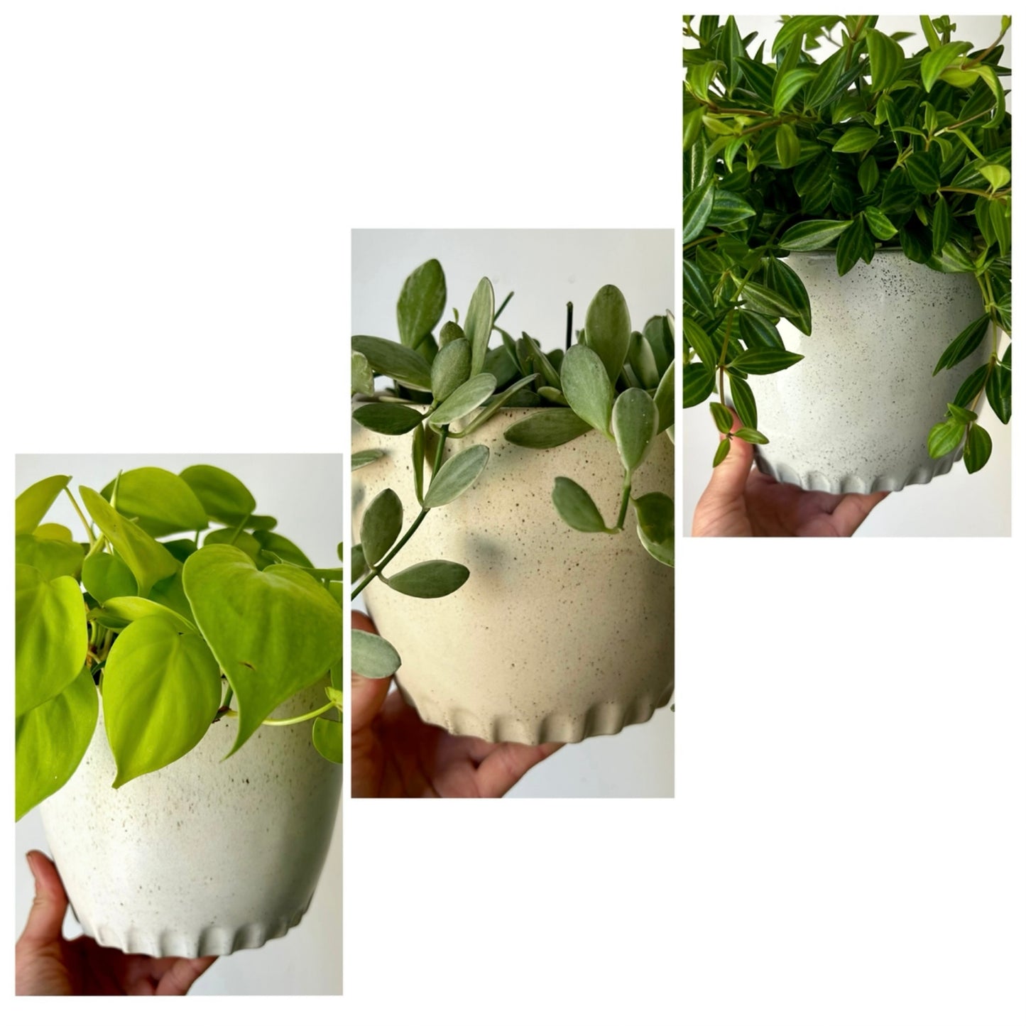 ATLAS Decorative speckled ceramic pot 6”X6”(available in 3 colours)