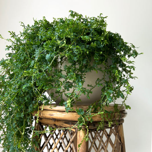 Peacock Fern (Selaginella uncinata) 8” hanging basket
